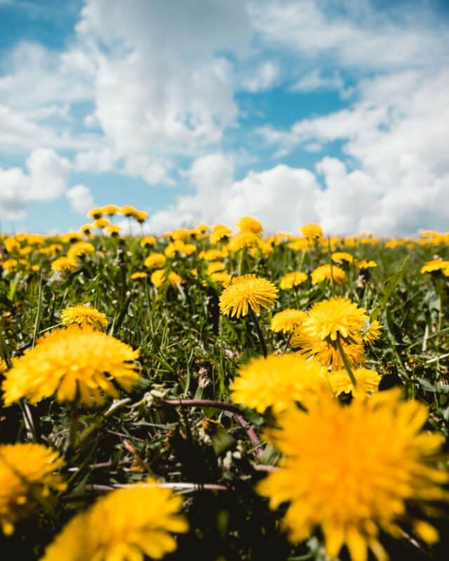 Dandelion root as a coffee alternative for ulcerative colitis. Photo of a field of dandelions